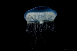 Jellyfish from Patagonia fjord, chile. 
www.thomasheran.com by Thomas Heran 